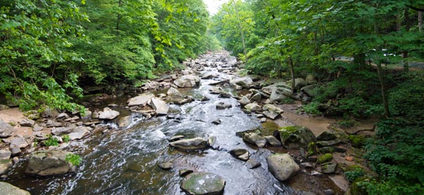 A small rocky river with trees on either side